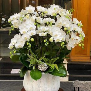 chậu lan hồ điệp khai trương văn phòng